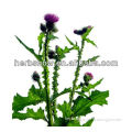 High Quality Milk Thistle Extract for Protecting liver